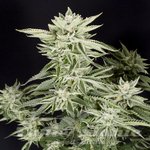 Sherbet S1 - ELEV8 SEEDS