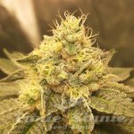 Slurricane - INHOUSE GENETICS