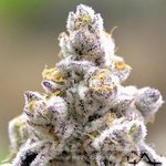 Sour Kush Breath - INHOUSE GENETICS