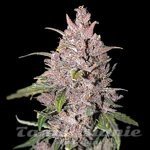 Strawberry Pie Auto