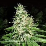 Super Silver Haze