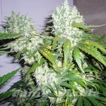 Super Skunk