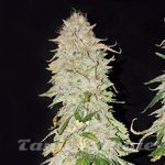 White Widow Fast Version