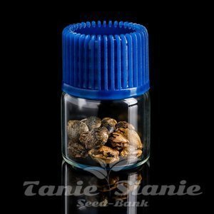 AB Parfait - COMPOUND GENETICS - 3