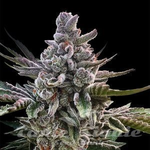 Acai Jelly - SILENT SEEDS - 1