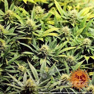 Acapulco Gold - BARNEY’S FARM - 3