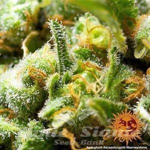 Acapulco Gold - BARNEY’S FARM - 5