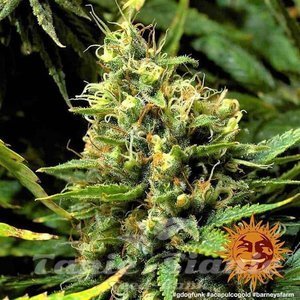 Acapulco Gold - BARNEY’S FARM - 6