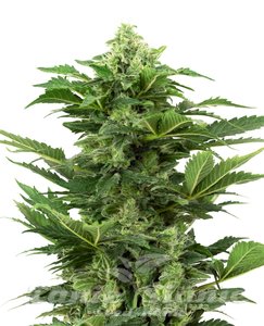 Afghan Pearl CBD Auto - SENSI SEEDS - 1
