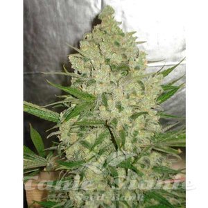 AK47 - 1