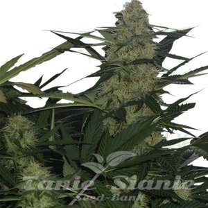 AK47 Auto - 1
