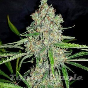 Amnesia HY-PRO - 1