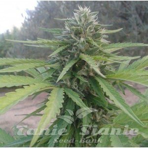 Amnesia Lemon Auto - 1