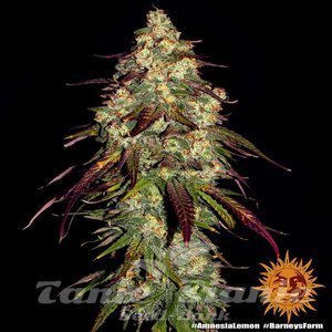 Amnesia Lemon - BARNEY’S FARM - 4
