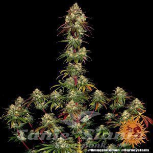 Amnesia Lemon - BARNEY’S FARM - 3