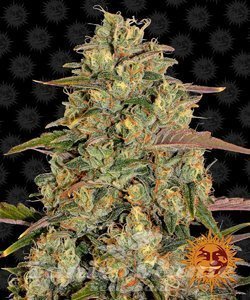 Amnesia Lemon - BARNEY’S FARM - 1
