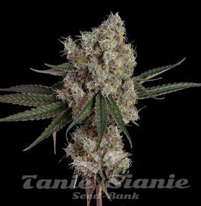 Another Level - HAPPY VALLEY GENETICS - 1
