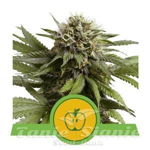 Apple Fritter Auto - ROYAL QUEEN SEEDS - 1