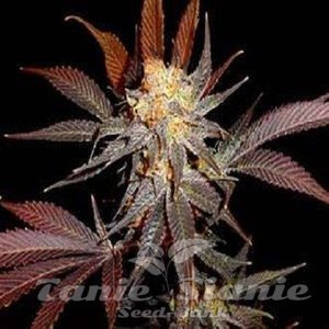 Lavender Auto - 1