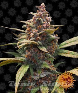Ayahuasca Purple - BARNEY’S FARM - 9