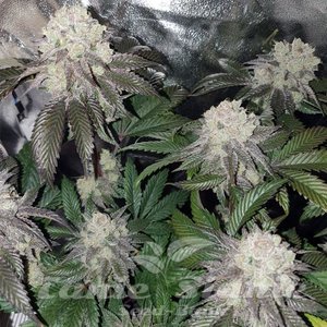 Banana Cake - INHOUSE GENETICS - 1