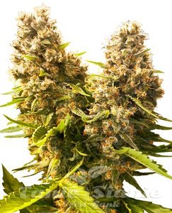 Banana Kush Cake Auto - SENSI SEEDS - 1