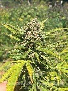 Banana Melt - HUMBOLDT SEED COMPANY - 2