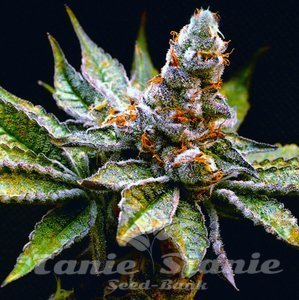 Birthday Punch - ELEV8 SEEDS - 1