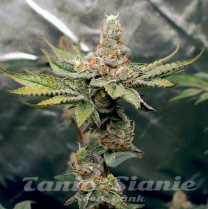 Birthday Punch - ELEV8 SEEDS - 2