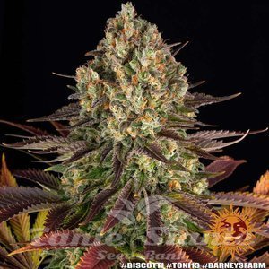 Biscotti - BARNEY'S FARM - 2