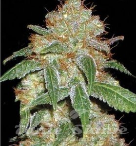 Black Domina - 1