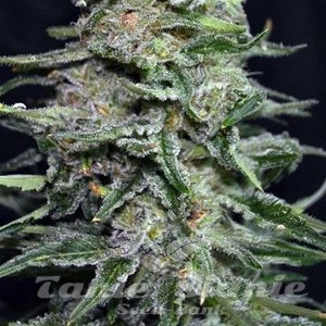 Black In Black Early Version - GREENBUD SEEDS - 1