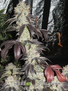 Black Kush - THE CALI CONNECTION - 1
