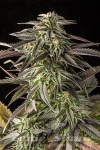 Blue Cheese - 1