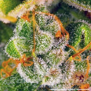 Blue Cheese - BARNEY’S FARM - 5