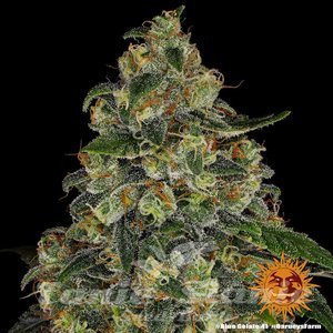 Blue Gelato 41 - BARNEY'S FARM - 3