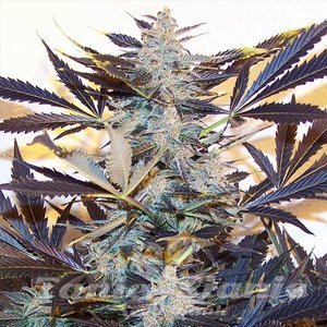 Blue Kush Auto - 1
