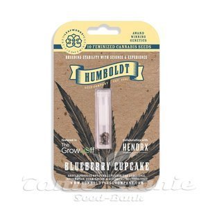Blueberry Cupcake - HUMBOLDT SEED COMPANY - 3