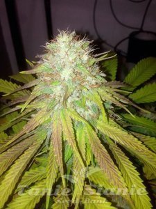 Boss Hogg Auto - THE CALI CONNECTION - 2