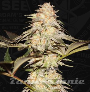BubbleBananaGum - T.H. SEEDS - 2