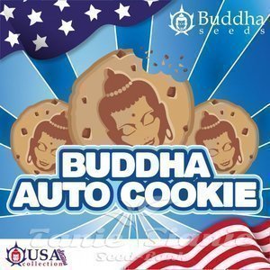 Buddha Cookie Auto - BUDDHA SEEDS - 2