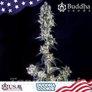 Buddha Cookie - BUDDHA SEEDS - 1