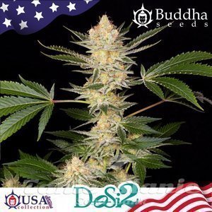 Buddha DoSi2 - BUDDHA SEEDS - 1