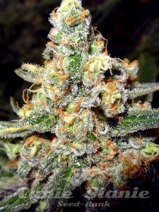 Buddha Tahoe OG - THE CALI CONNECTION - 2