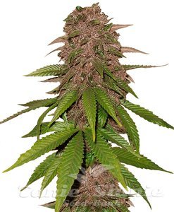 C4 Matic Auto - FASTBUDS - 1