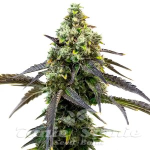 Blimburn Seeds