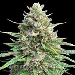 CBD Amnesia (Odmiana Medyczna) - 1