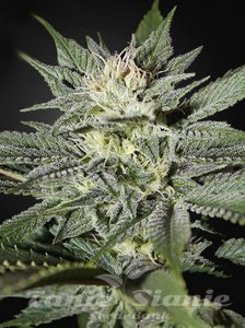 CBD Great White Shark (ODMIANA MEDYCZNA) - 1