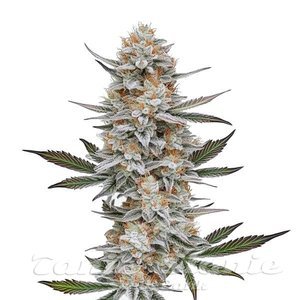Blimburn Seeds
