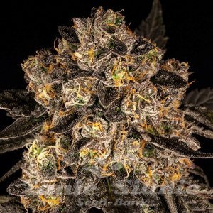 Cherry Fritter - COOKIES SEEDS - 3